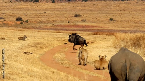 Rhinos walk on dirt road toward lions as wildebeest breaks out of grass, slomo