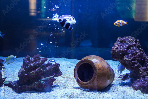 Des poissons dans un aquarium photo