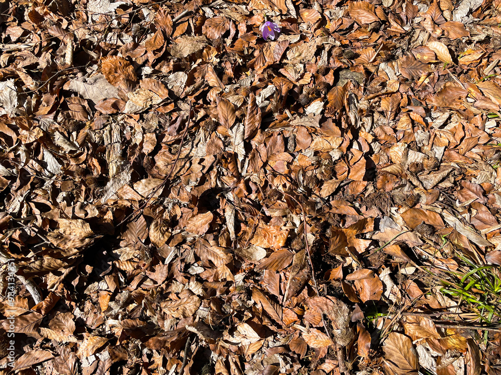 many fallen leaves, autumn park, carpet of dry fallen leaves on the ground in the forest many fallen leaves, autumn park, carpet of dry fallen leaves on the ground in the forest