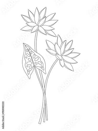 Bouquet of two nymphaea flowers with leaves. Bunch of blooming water wild plants. Line art, minimal style, contour. Botanical hand-drawn elements for design projects. Vector illustration