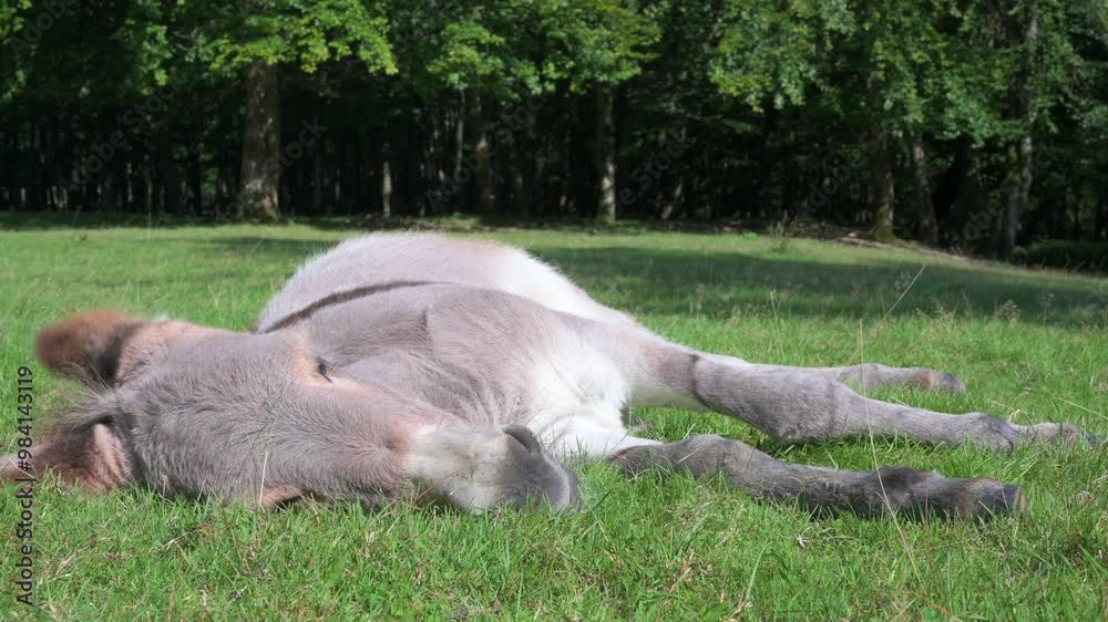 Donkey on a green meadow, forest with trees, foal animal on a farm, ass, domesticated equine Donkey on a green meadow, forest with trees, foal animal on a farm, ass, domesticated equine