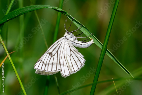 Hartheu-Spanner (Siona lineata) bei der Eiablage // 
Black-veined moth laying eggs photo