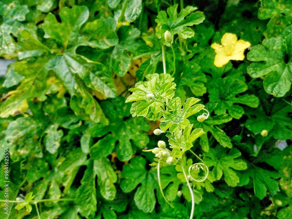 Photo of bitter melon agricultural land. This vegetable has a slightly bitter taste and grows in Asia. Photo of bitter melon agricultural land. This vegetable has a slightly bitter taste and grows in Asia.