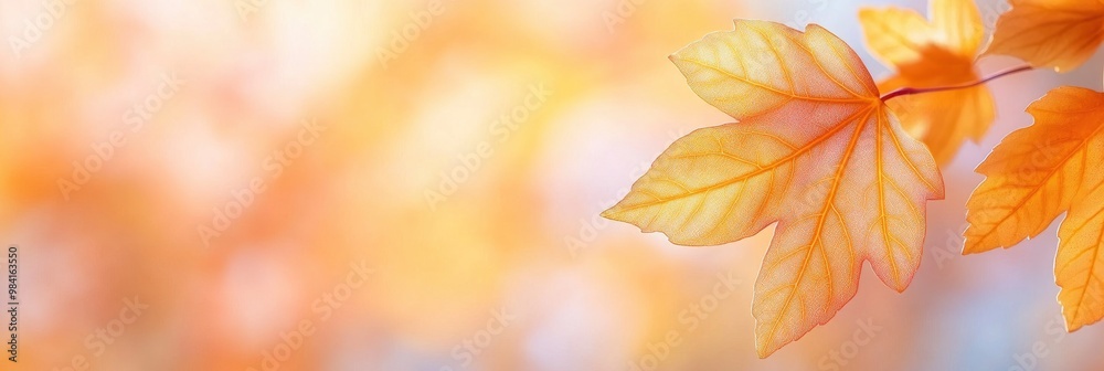 Beautiful autumn maple leaves background.