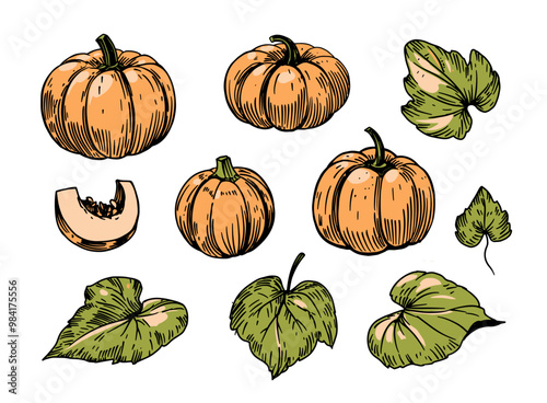 Pumpkins set, outline, vector drawing, engraving style