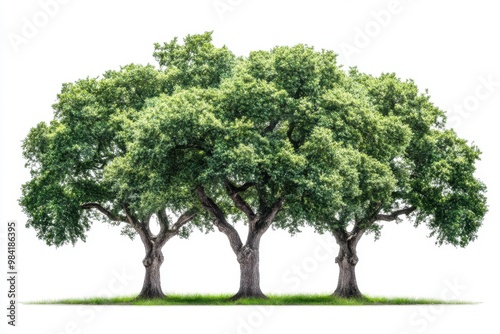 Three large, majestic trees with dense green foliage, detailed bark texture, isolated