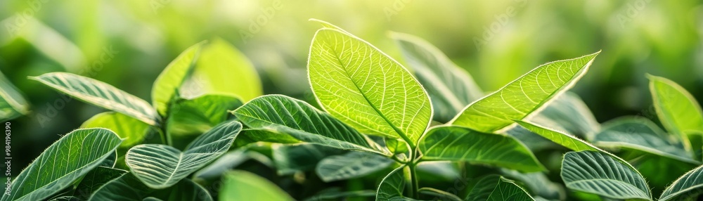 Thriving Soybean Plant Reaching for the Sun in Green Agricultural Setting Thriving Soybean Plant Reaching for the Sun in Green Agricultural Setting