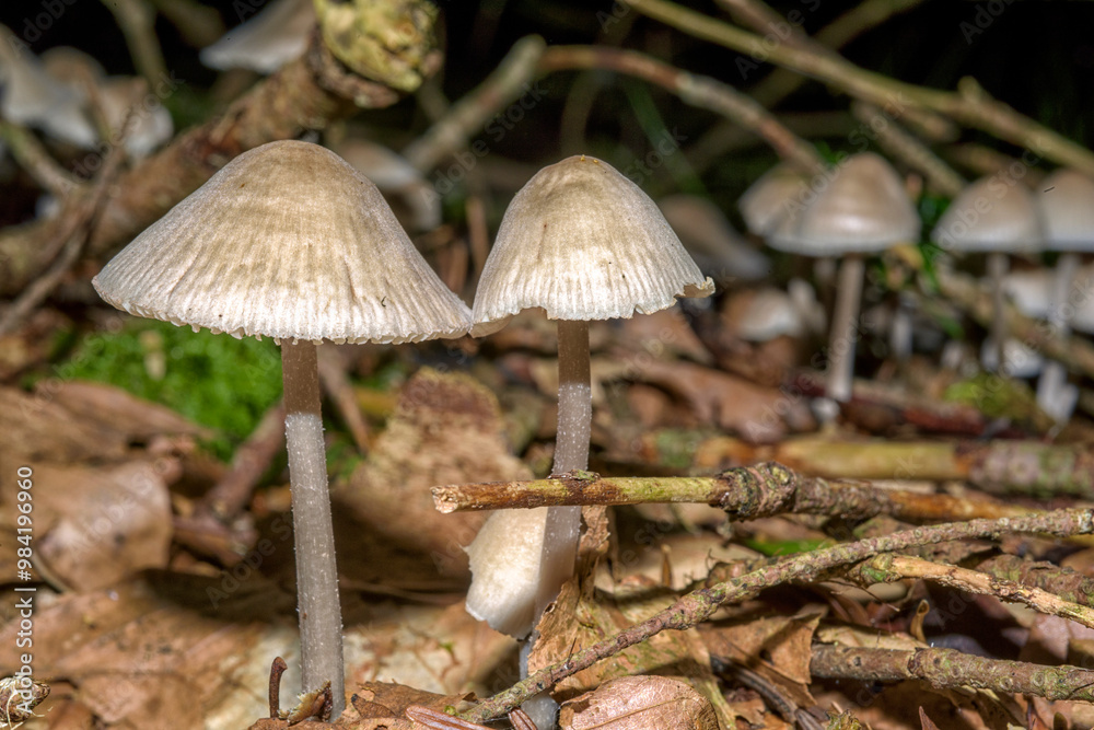 Mycène pur, champignons, appelé le bonnet lilas Mycène pur, champignons, appelé le bonnet lilas