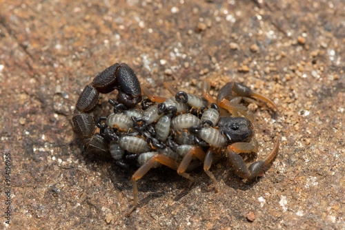 A beautiful Highveld Lesser-Thicktail Scorpion (Uroplectes triangulifer) with babies (scorplings) on its back photo