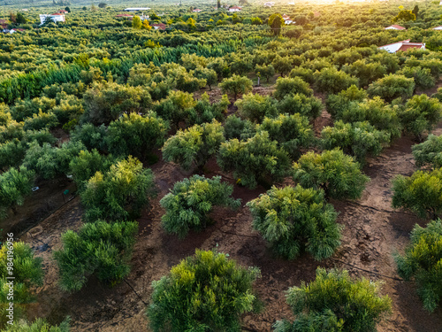 Olives plantation near Kalamaki in southern Peloponnese, Greece photo