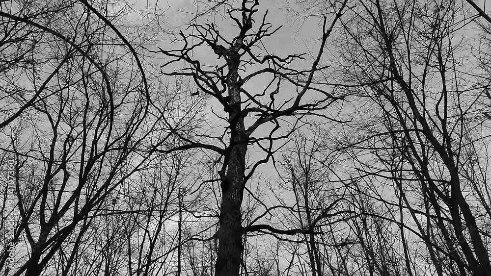 Winter forest trees and snow black and white grayscale monochrome background, lost in the woods Winter forest trees and snow black and white grayscale monochrome background, lost in the woods