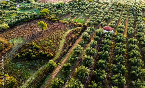 Olives plantation near Kalamaki in southern Peloponnese, Greece photo