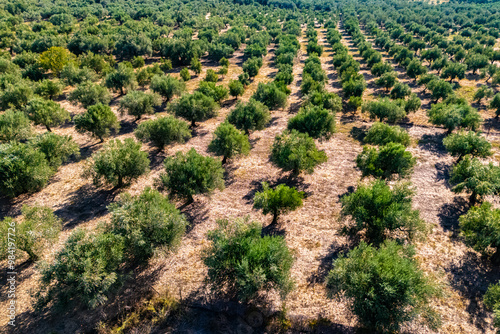 Olives plantation near Kalamaki in southern Peloponnese, Greece photo