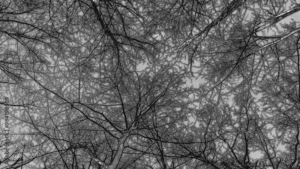 Winter forest trees and snow pencil drawn sketch background, lost in the woods Winter forest trees and snow pencil drawn sketch background, lost in the woods