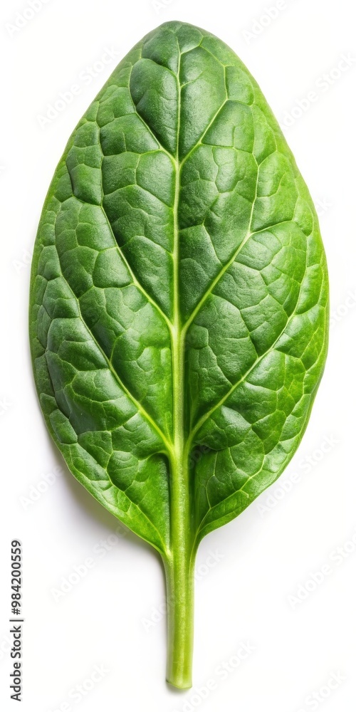 Obraz premium Fresh Spinach Leaves Isolated on White Background - Organic Greens Stock Photo