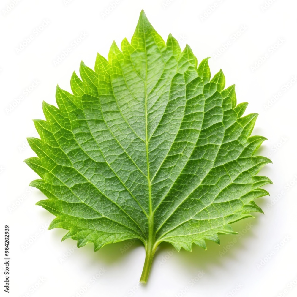 Fresh Shiso Leaf Isolated on White Background for Culinary and Herbal Use