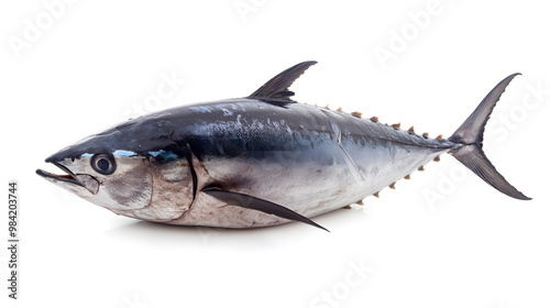 Fresh whole tuna fish with glossy silver skin isolated on white background