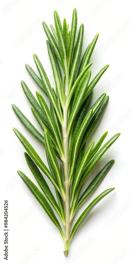 Fototapeta premium Rosemary Leaf Isolated on White Background - Fresh Herb for Culinary and Aromatherapy Uses