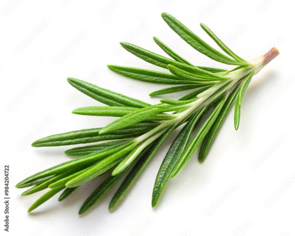 Rosemary Leaf Isolated on White Background - Fresh Herb for Culinary and Aromatherapy Uses Rosemary Leaf Isolated on White Background - Fresh Herb for Culinary and Aromatherapy Uses