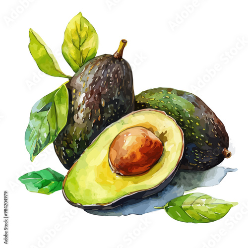 Watercolor illustration of Avocado, isolated on a white background, and Avocado vector