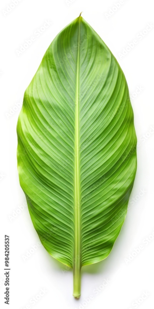 Turmeric Leaf Isolated on White Background Turmeric Leaf Isolated on White Background