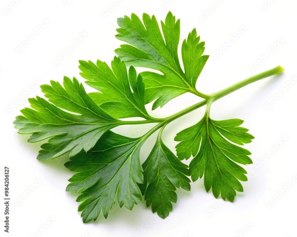 Fototapeta premium Fresh Parsley Leaf Isolated on White Background