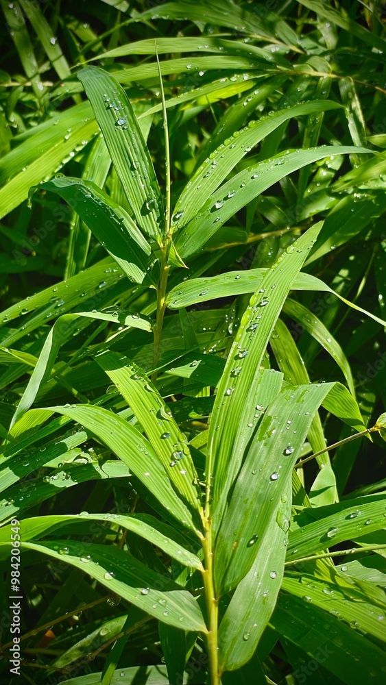 Green bamboo leaves after rain. Drops on bamboo leaves after rain Green bamboo leaves after rain. Drops on bamboo leaves after rain
