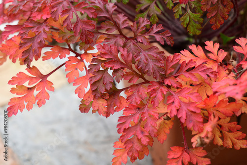 Herbst Hintergrund, rote Blätter von Storchschnabel, Geranium robertianum