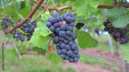 Blue grapes, Pinot Noir wine growing on vine, vineyard in Trier, Moselle Valley, Germany, landscape and agriculture, rhineland palatine