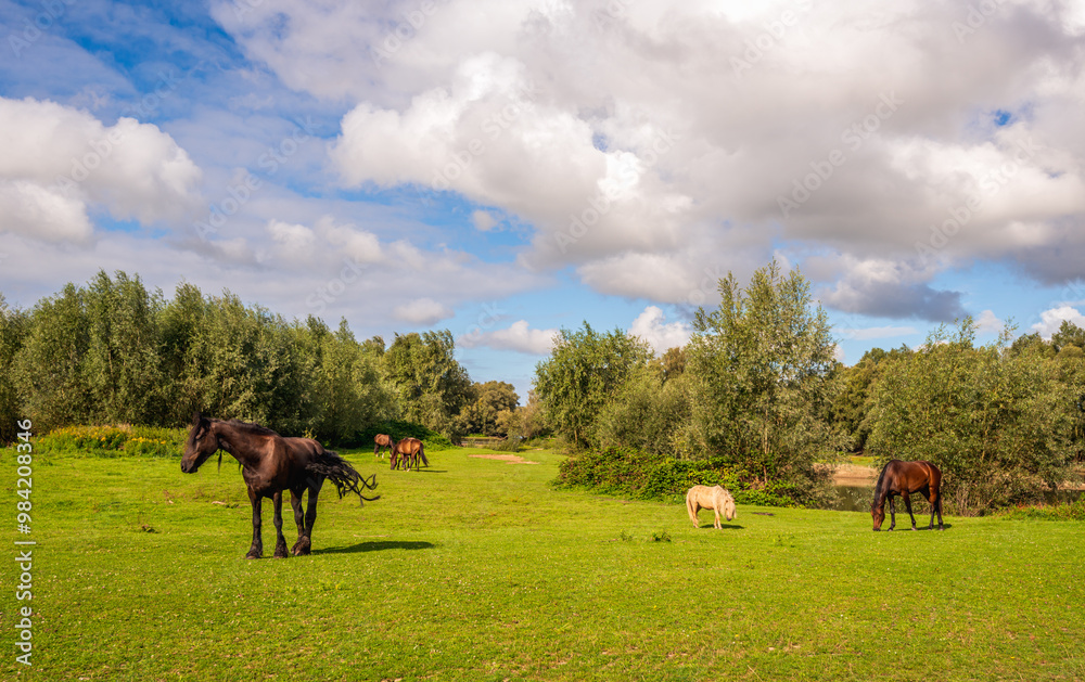 Horses and ponies grazing in a Dutch nature reserve on a sunny summer day with cumulus clouds in the blue sky.