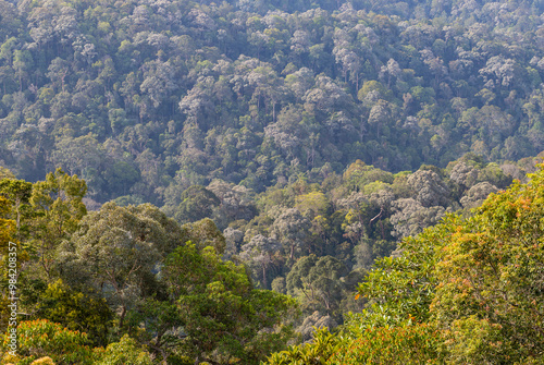 Nature in Penang Hill, Malaysia