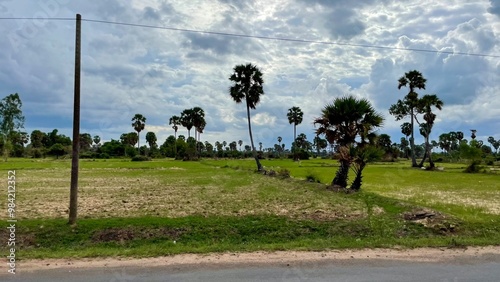 The first leaves sprout in a rice field after the dry season