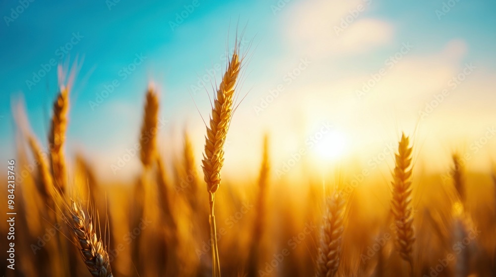 Close-up of golden wheat field with sun flare and blue sky Close-up of golden wheat field with sun flare and blue sky