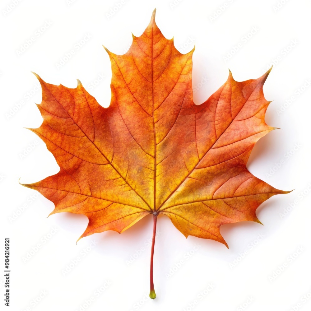 Beautiful Maple Leaf Isolated on White Background Beautiful Maple Leaf Isolated on White Background