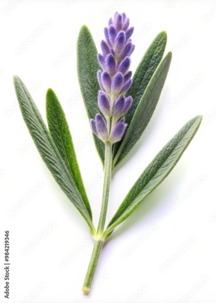 Fototapeta premium Lavender Leaf Isolated on White Background