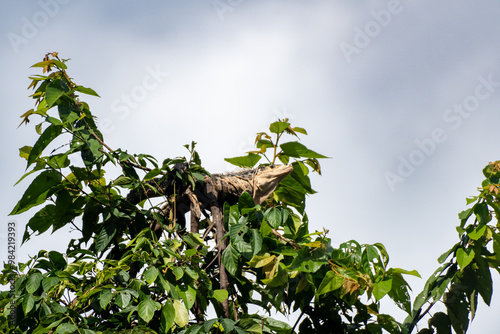 Iguana en la copa de un árbol en el Parque Nacional Manuel Antonio, Costa Rica. photo