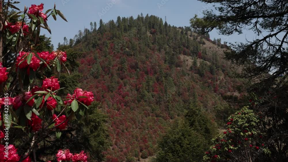 Rhododendron flowers in the mountain, Trongsa District, Trongsa, Bhutan