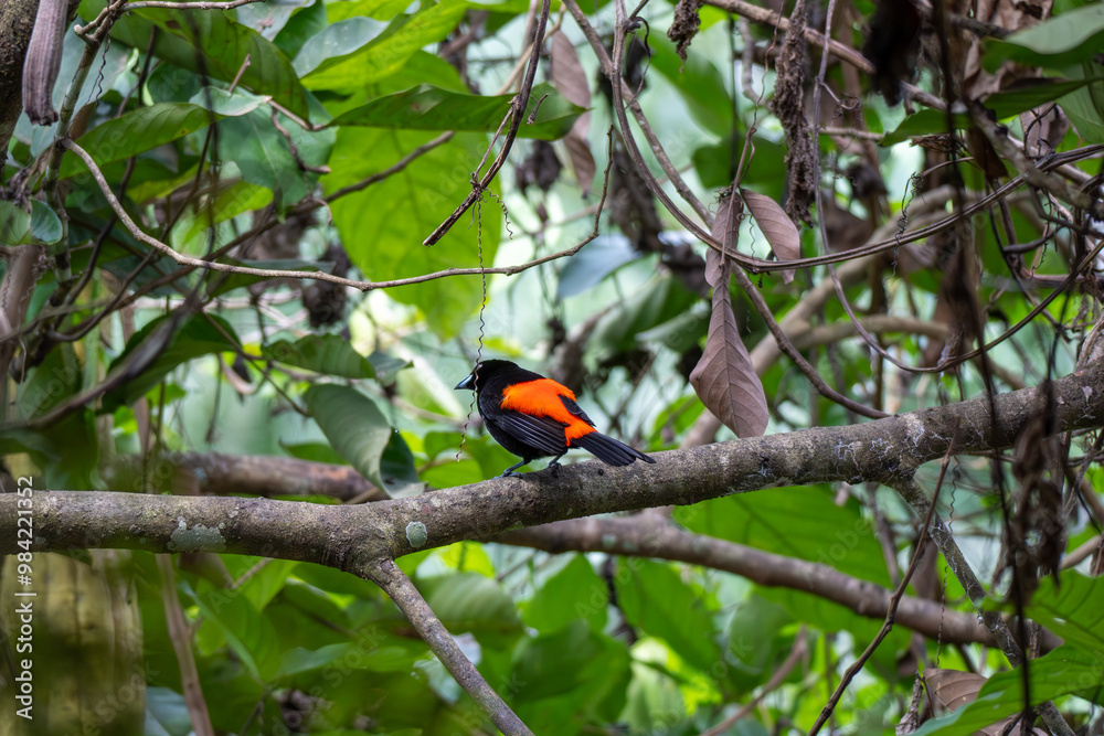 Obraz premium Ave Tropical Tangara Lomiescarlata Naranja en Corcovado, Costa Rica.
