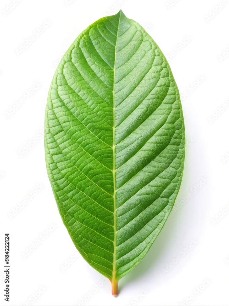 Obraz premium Isolated Guava Leaf on White Background