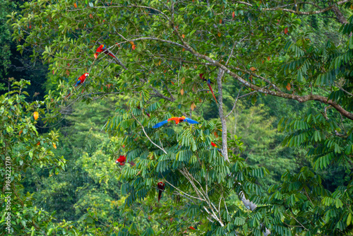 Guacamayos Rojos en el Parque Nacional Corcovado, Costa Rica