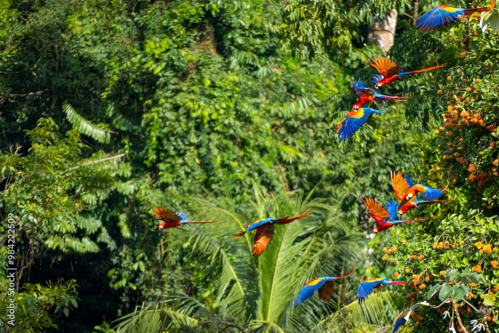 Fototapeta premium Guacamayos Rojos en el Parque Nacional Corcovado, Costa Rica
