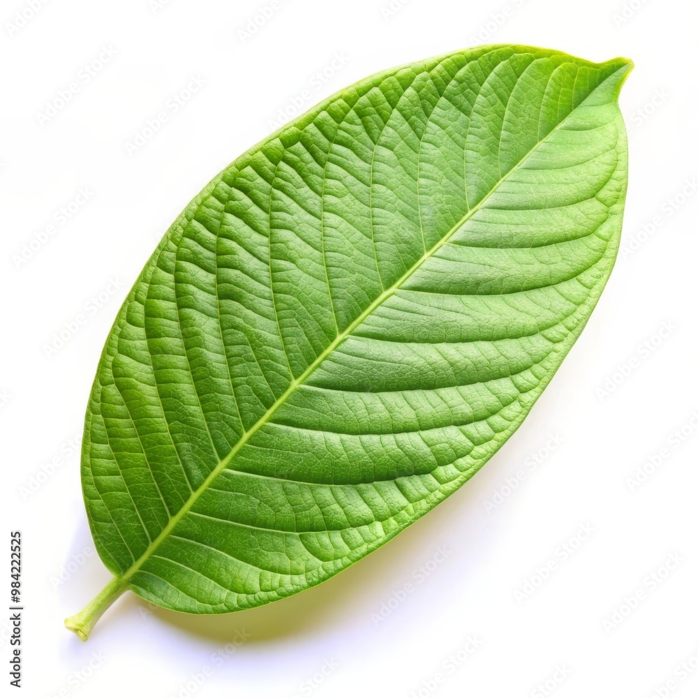 Obraz premium Isolated Guava Leaf on White Background