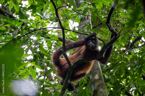 Mono Araña Entre la Vegetación del Parque Nacional Corcovado, Costa Rica photo