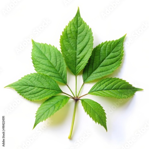 Ginseng Leaf Isolated on White Background