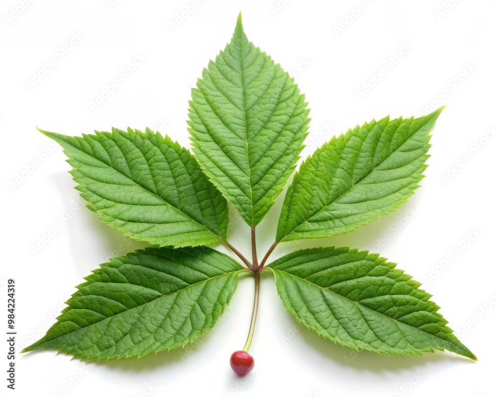 Ginseng Leaf Isolated on White Background Ginseng Leaf Isolated on White Background