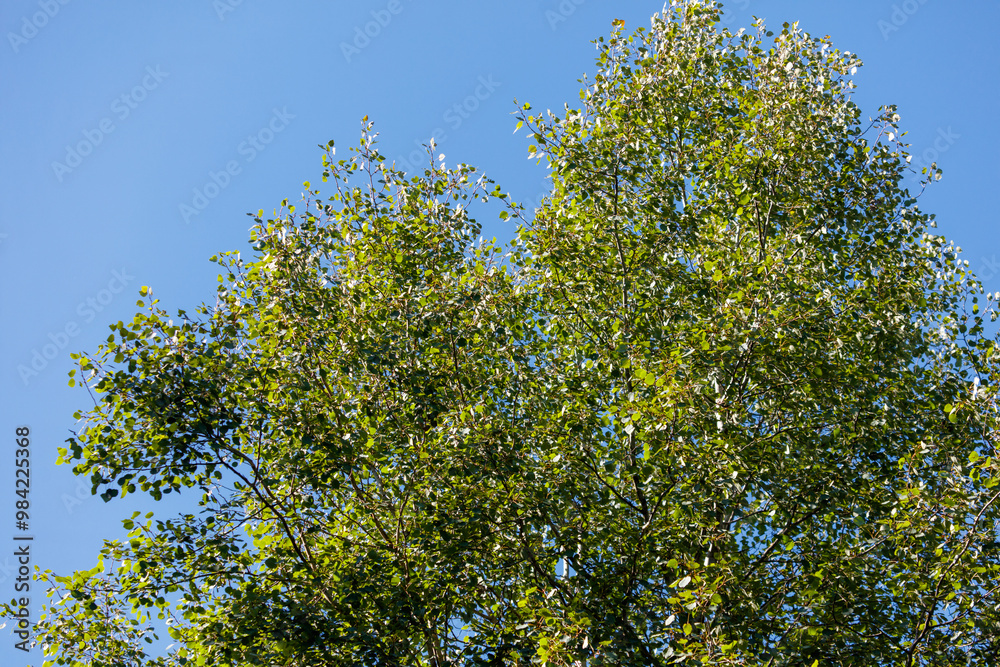 A tree with green leaves is in the middle of a blue sky