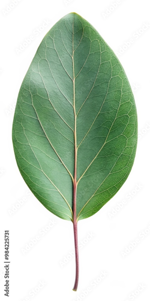 Obraz premium Eucalyptus Leaf Isolated on White Background