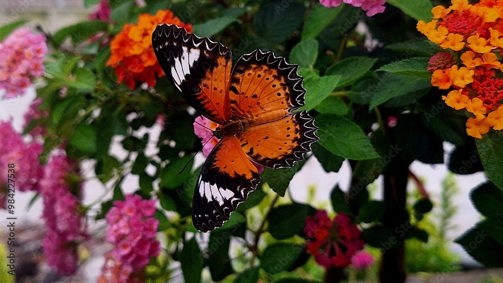 butterfly on flower