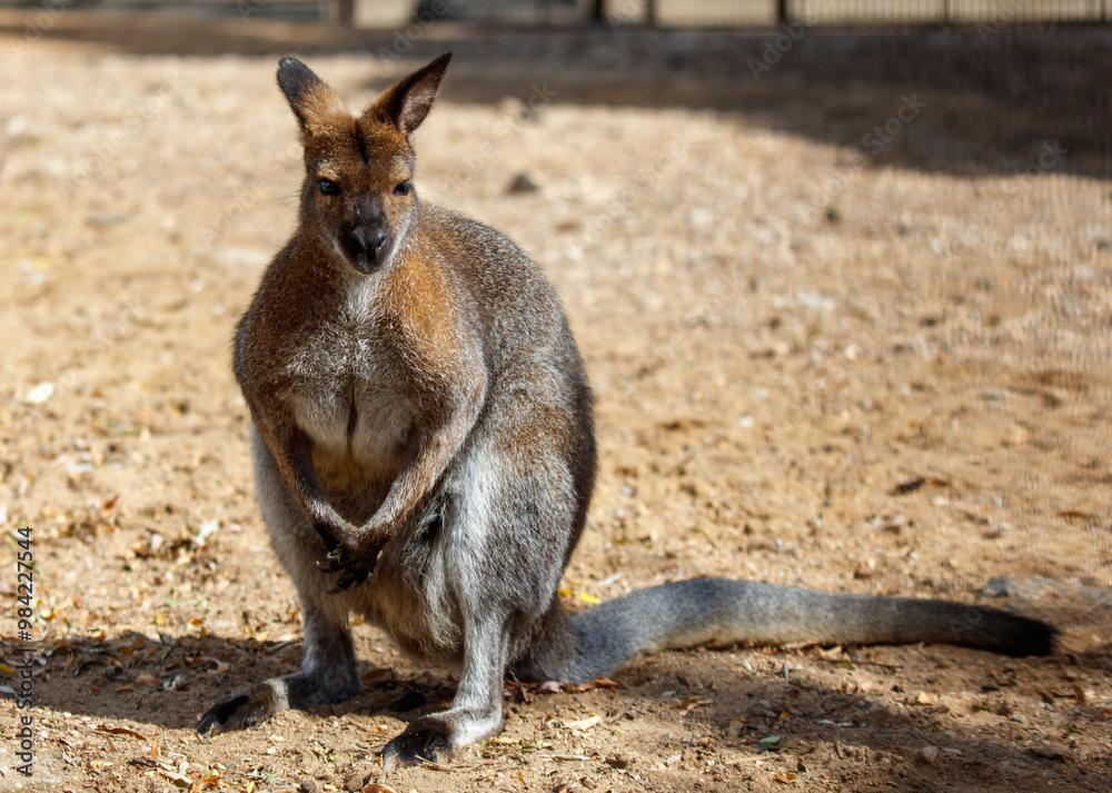 A kangaroo is standing in a dirt field A kangaroo is standing in a dirt field
