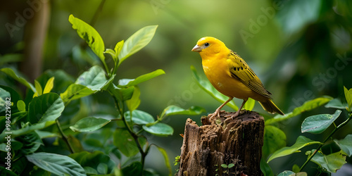 Yellow Bird on Tree Stump in Forest